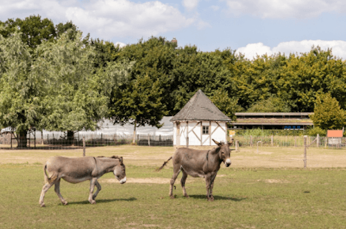 Brielmeersen