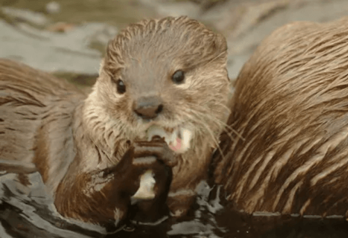 Sealife