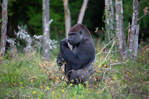 Zoo Anvers