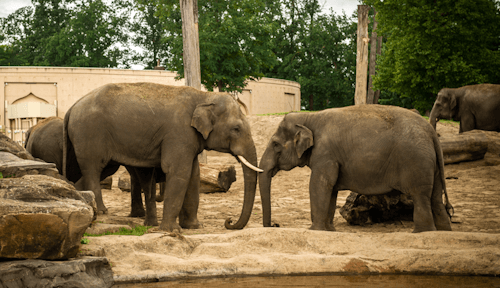 zoo de planckendael