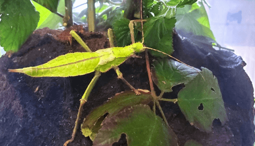 Hexapoda