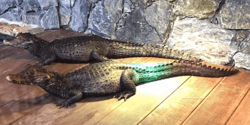 Mike Reptipark