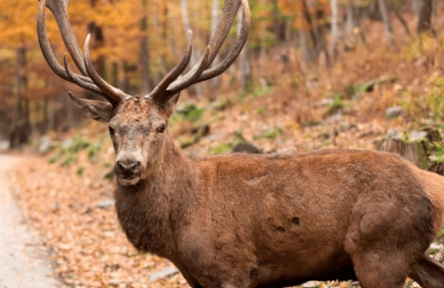 Wild Park Coo