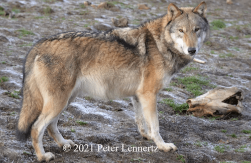 Wolfcenter